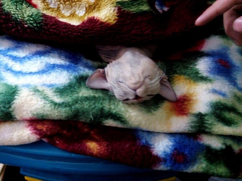 Кошка спала, и мне пора.