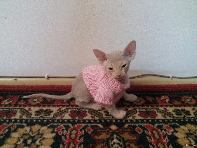 Котенок замерз, перевели на зимнюю форму одежды