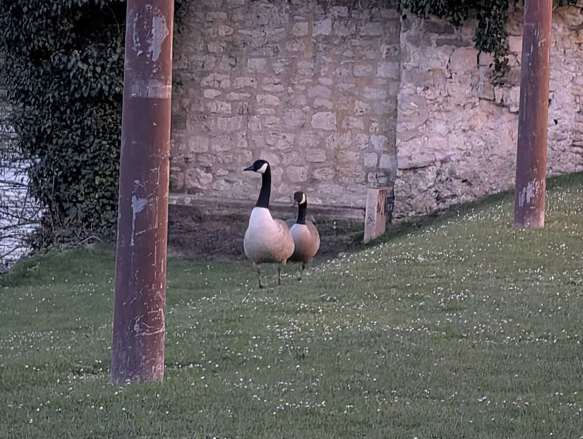 Возле замка охрана. Шипит и гогочет