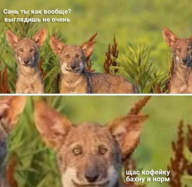 Дичи из отпуска