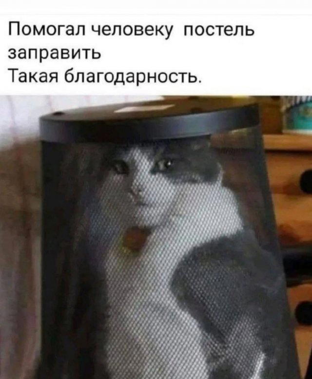Дичи из отпуска
