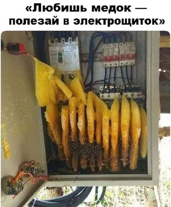 Дичка добрая на четверг