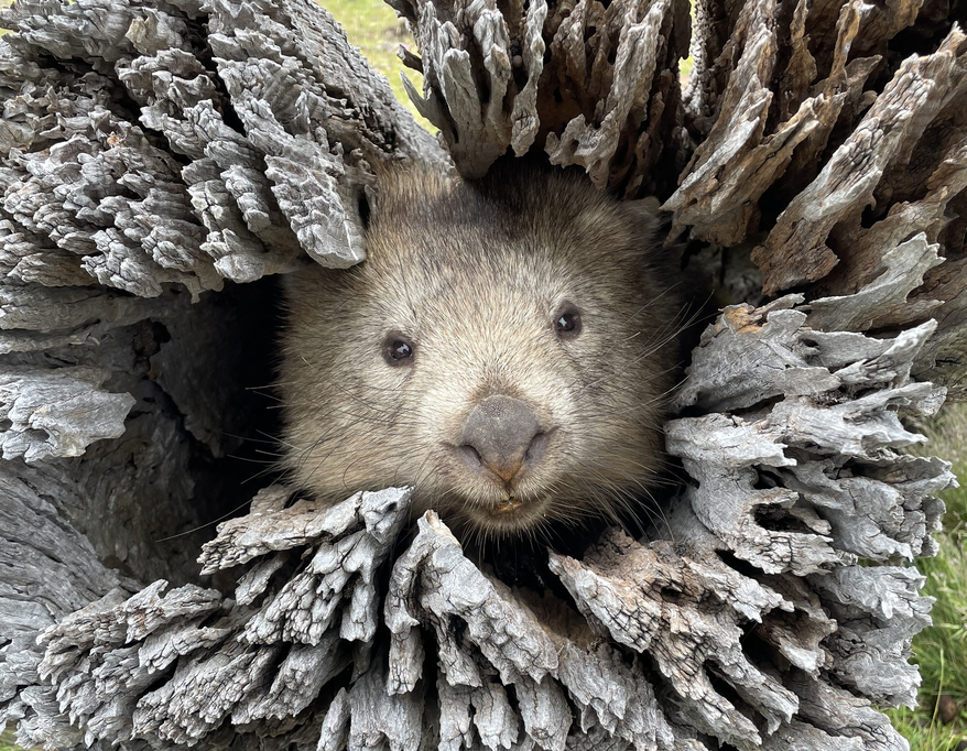 Этот вомбат пророс через сердцевину дерева и теперь питается от его корней. Дикая природа удивительна!