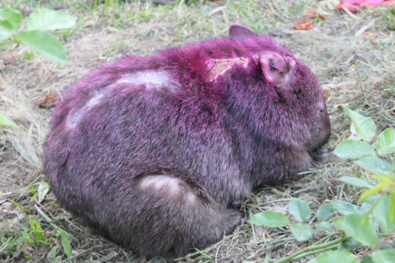 Может показаться, что этот вомбат болен какой-то кожной болезнью. Но это не так. Это шрамы от стычки с другим вомбатом.