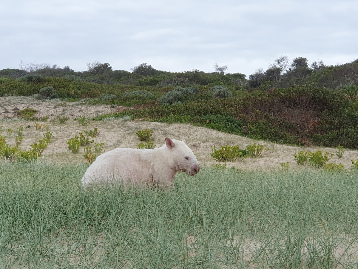 — Мудрый вомбат-альбинос, поделись своим знанием! — Не уходите от своей норы далеко, а то её займут какие-нибудь сквоттеры.