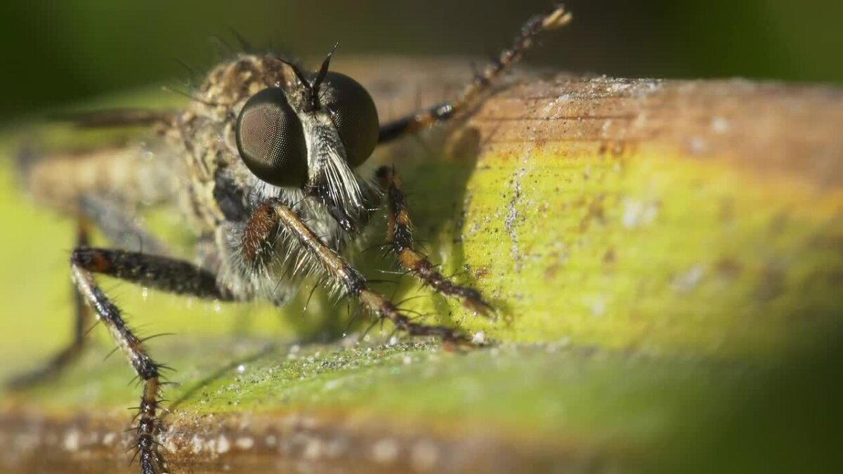 Ктырь. Муха-убийца, которая высасывает внутренности своих жертв