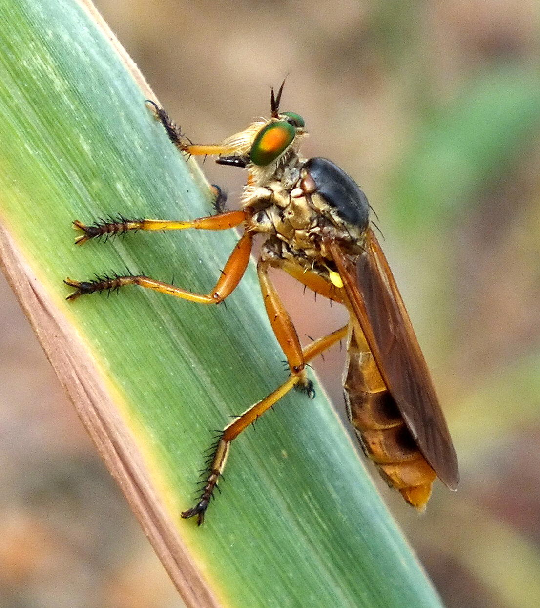 Ктырь. Муха-убийца, которая высасывает внутренности своих жертв