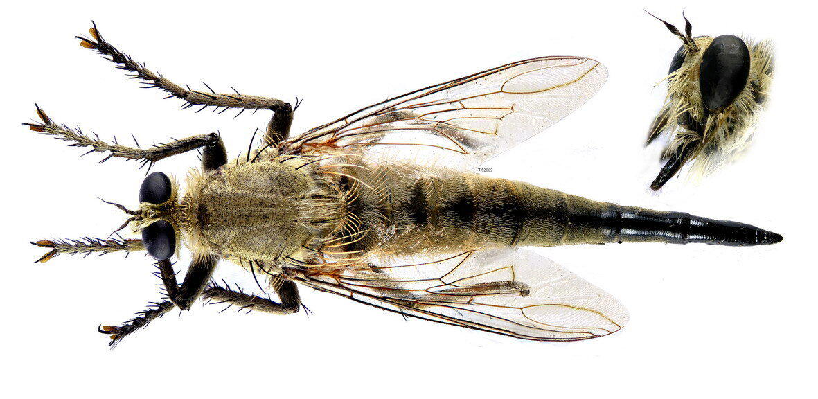 Ктырь. Муха-убийца, которая высасывает внутренности своих жертв