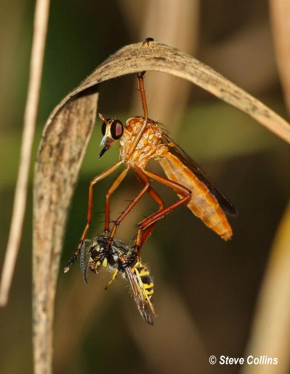 Ктырь. Муха-убийца, которая высасывает внутренности своих жертв
