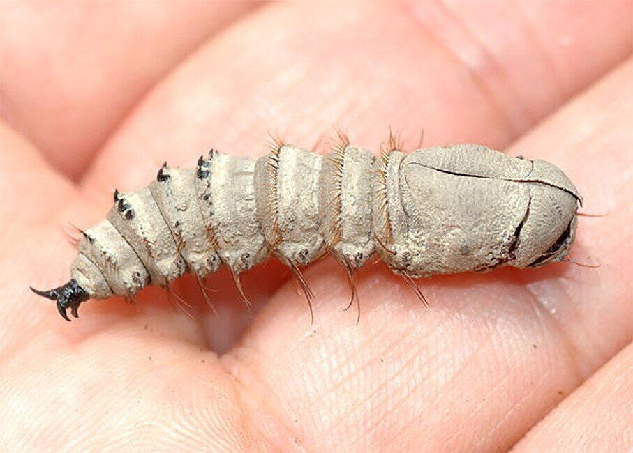 Ктырь. Муха-убийца, которая высасывает внутренности своих жертв