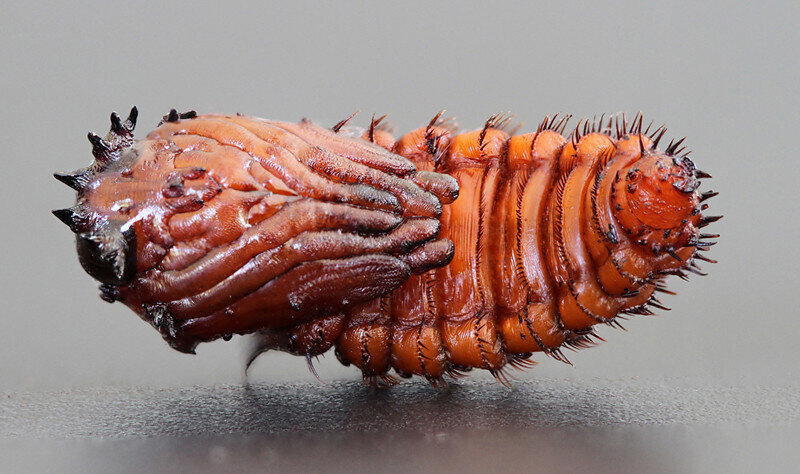 Ктырь. Муха-убийца, которая высасывает внутренности своих жертв