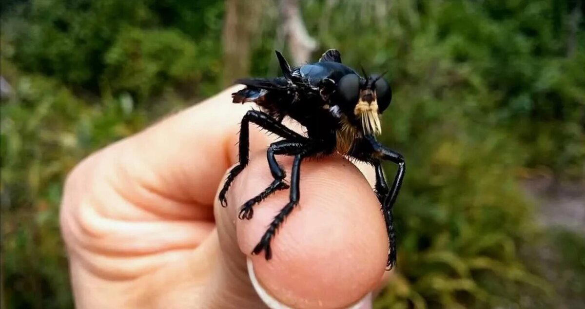 Ктырь. Муха-убийца, которая высасывает внутренности своих жертв