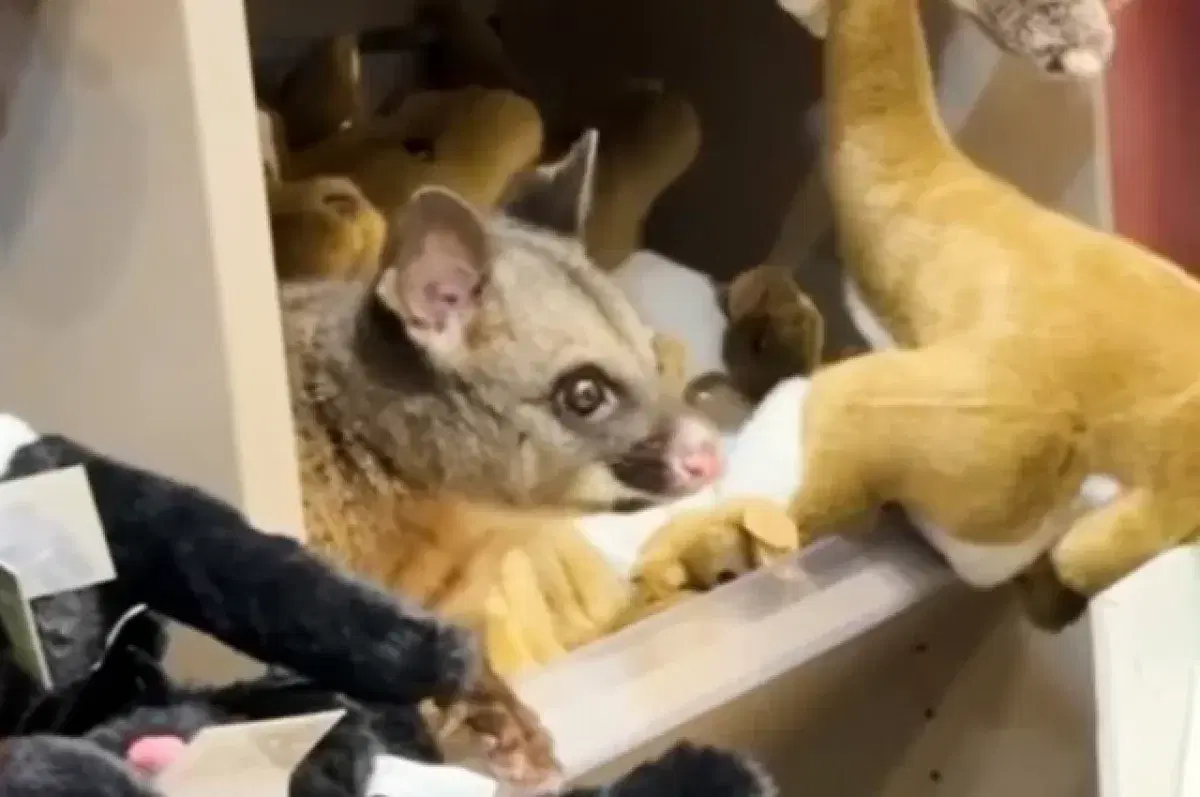 Живого опоссума случайно нашли на полке магазина игрушек в Австралии