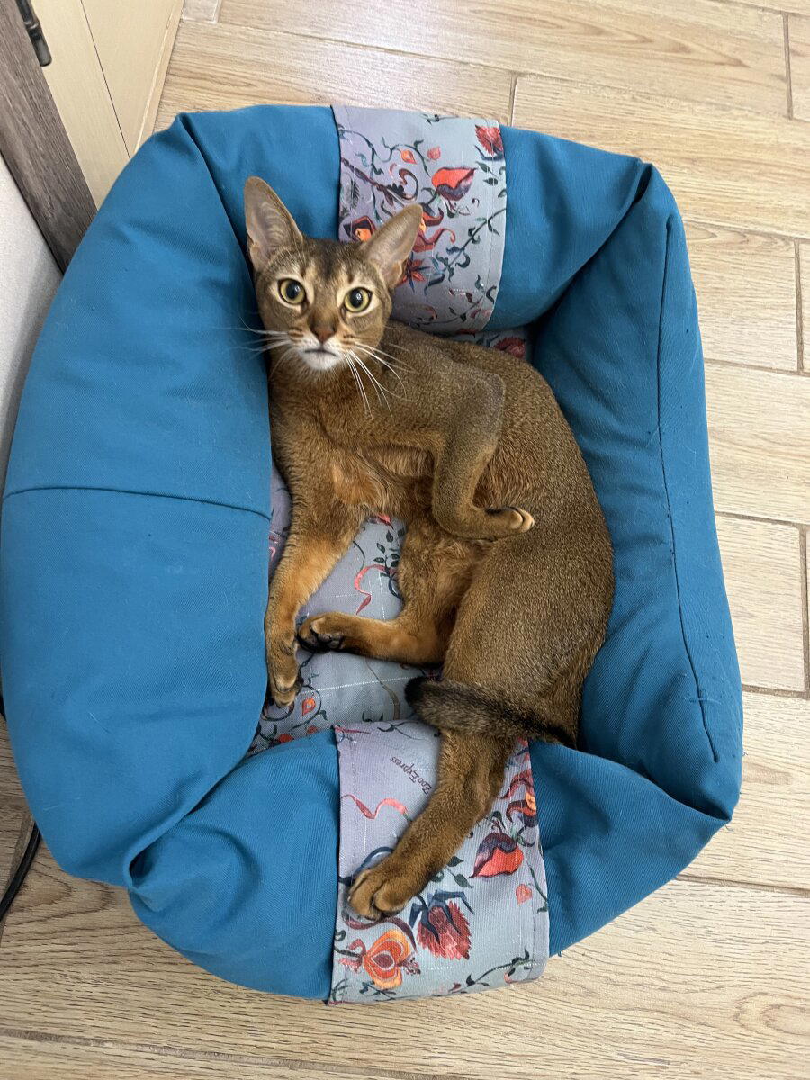 Воздух. Ивент вомбата.