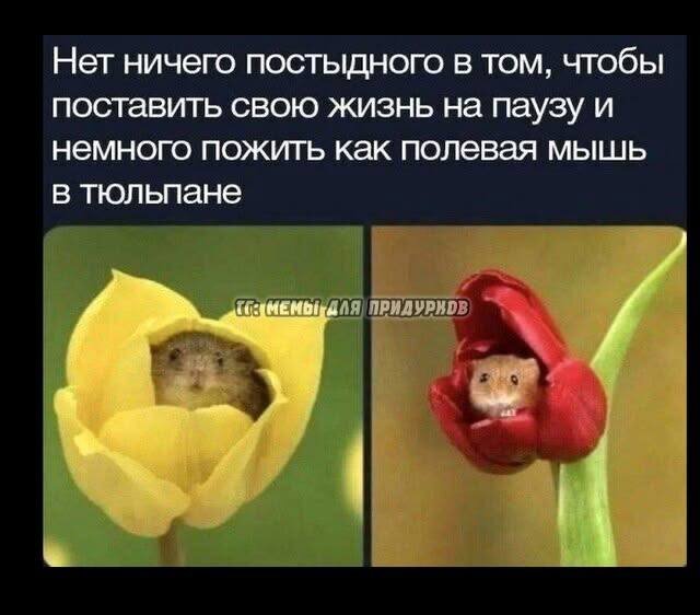 Дичка пятницы.