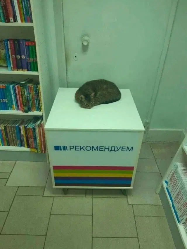 Дичка пятницы.