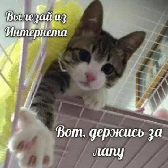 Дичка пятницы.