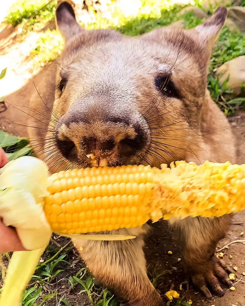 Да, лучше кукуруза, чем спринт.