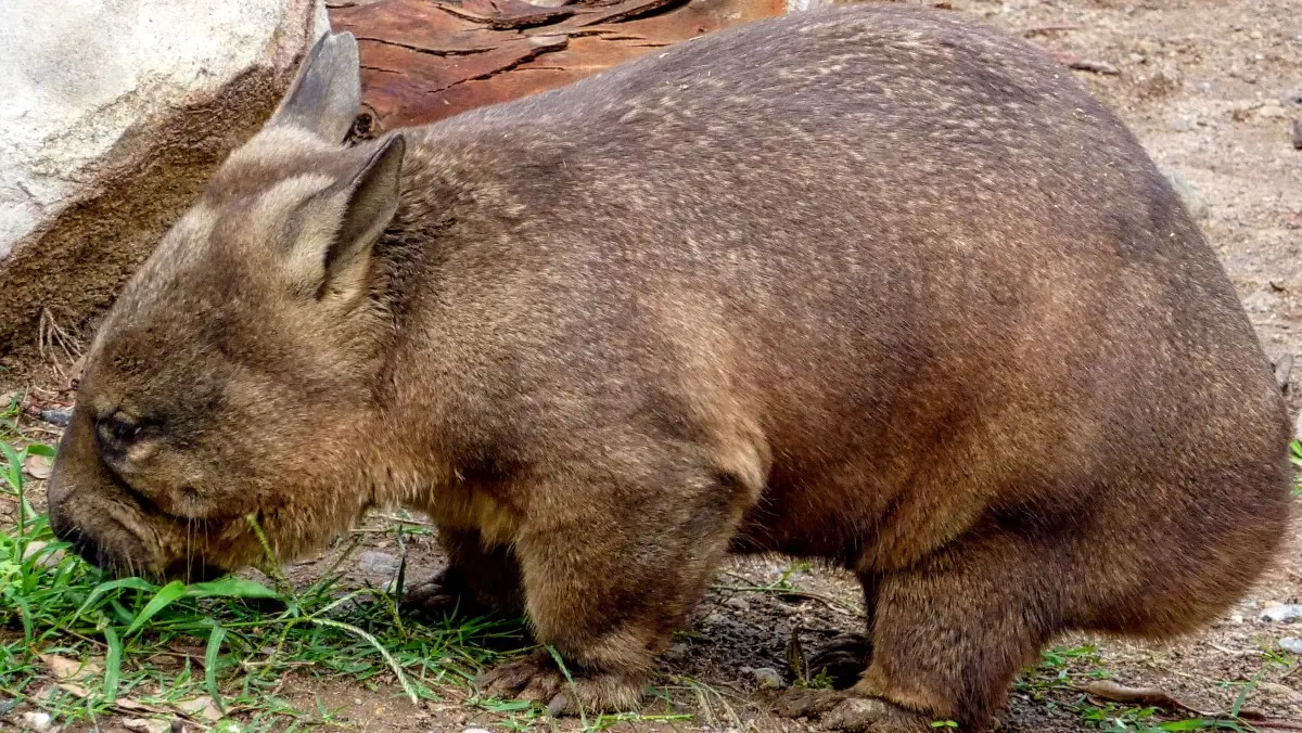 Токийский вомбат