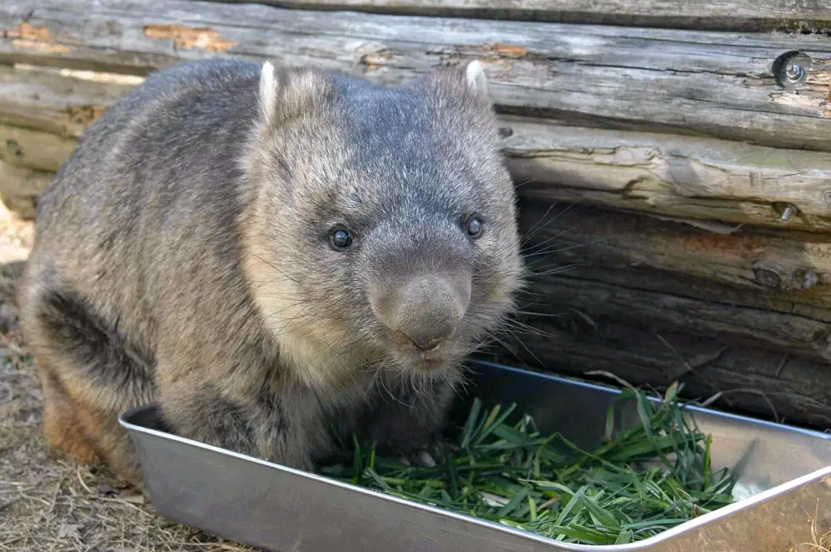 Токийский вомбат