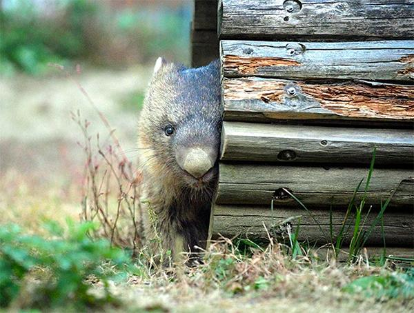 Токийский вомбат