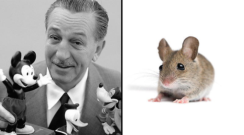 Звёздные фобии.