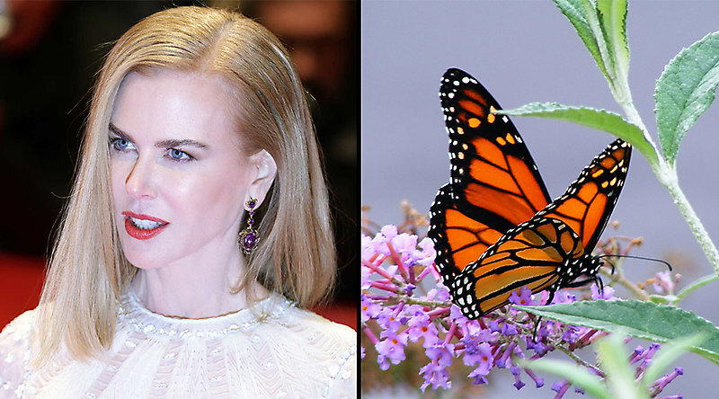 Звёздные фобии.