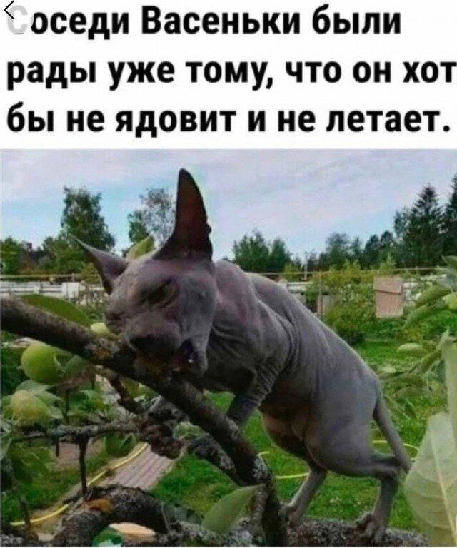 Дичка вторнику улыбка