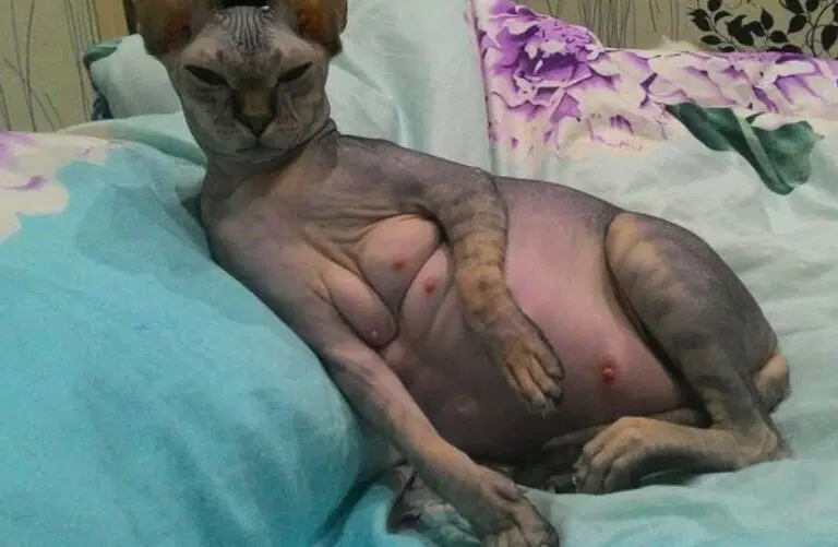 Звезда Onlyfans