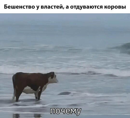 Сегодня без ивентов сегодня только дичка
