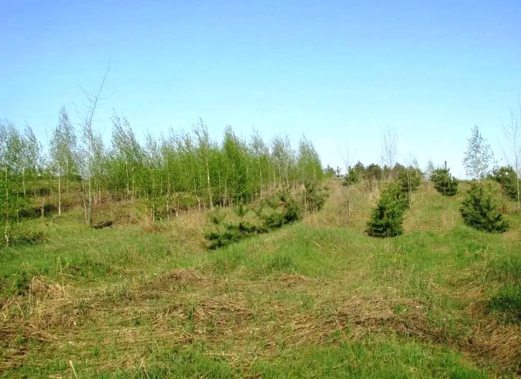 На юге Воронежской области приступили к высадке леса.