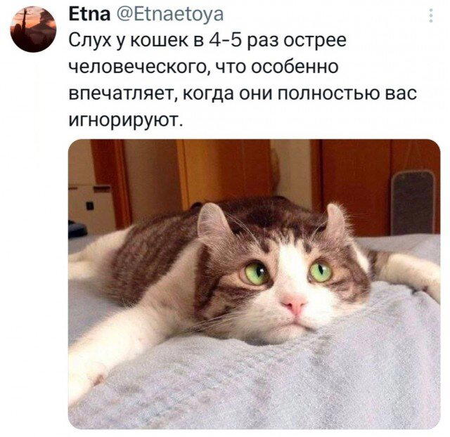 Дичка среды сестричка
