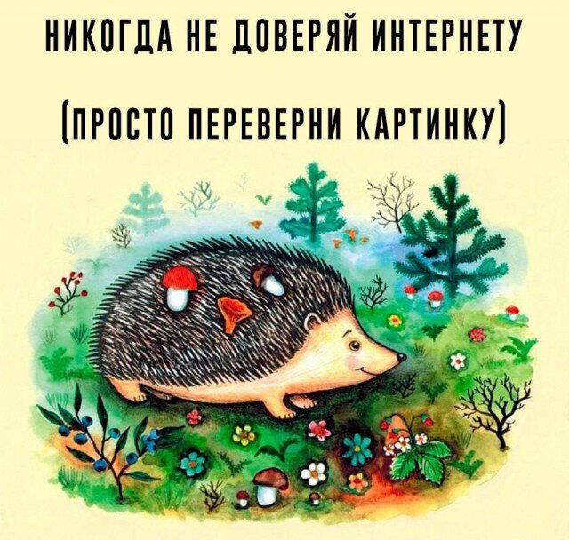 Дичка среды сестричка