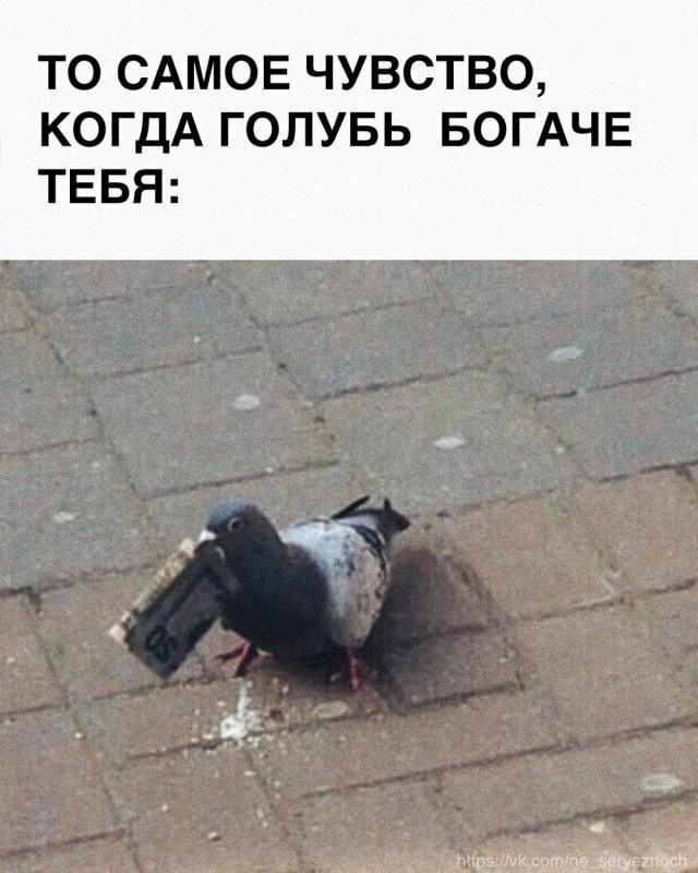 Дичка среды сестричка