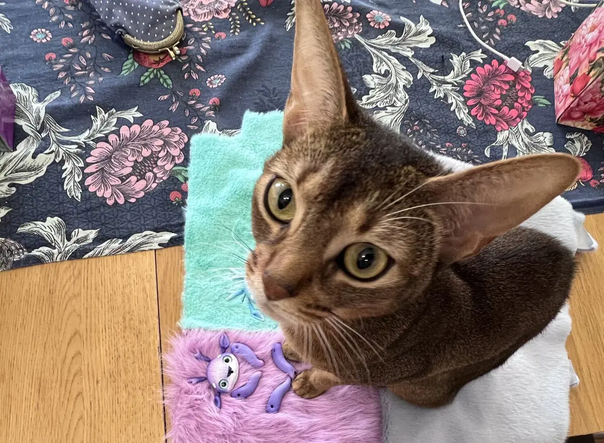 Новые игрушки и главный помощник