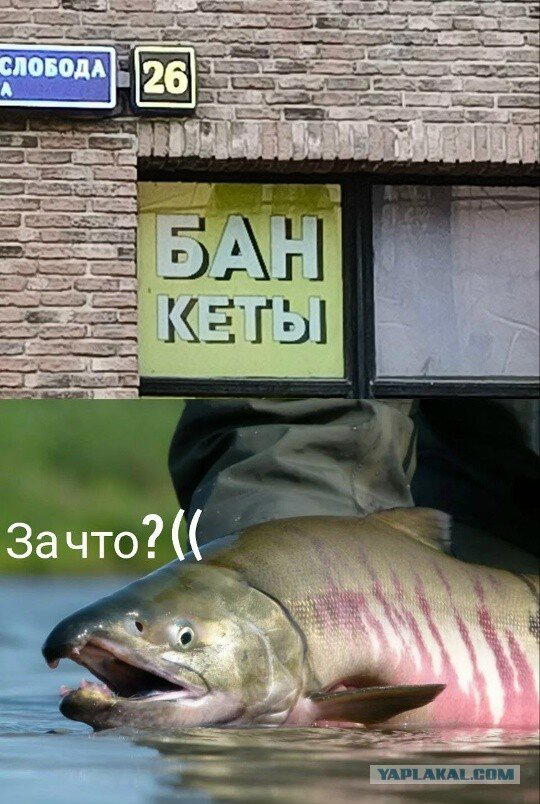 И еще дичи пока отпуск