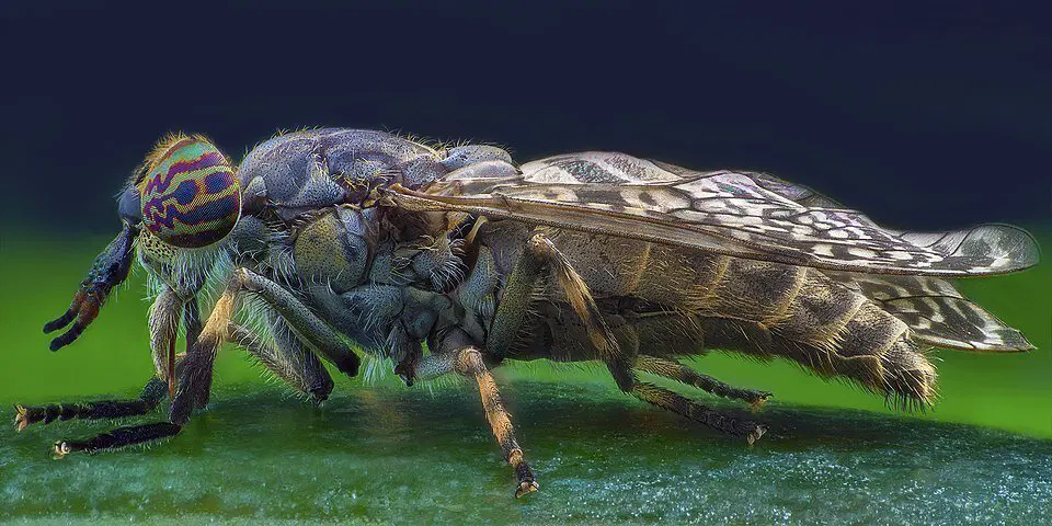 Слепни. Эти мухи вам не бро