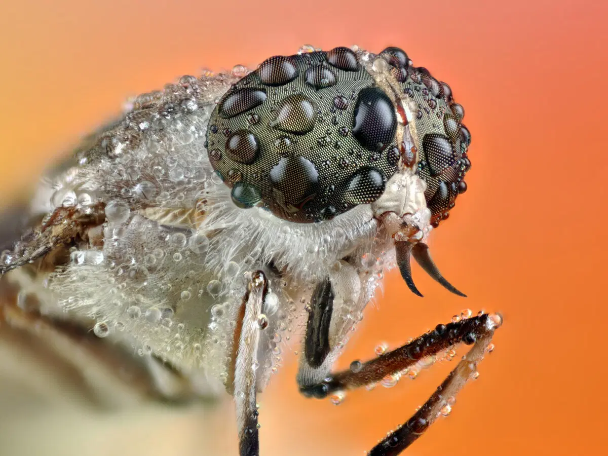 Слепни. Эти мухи вам не бро