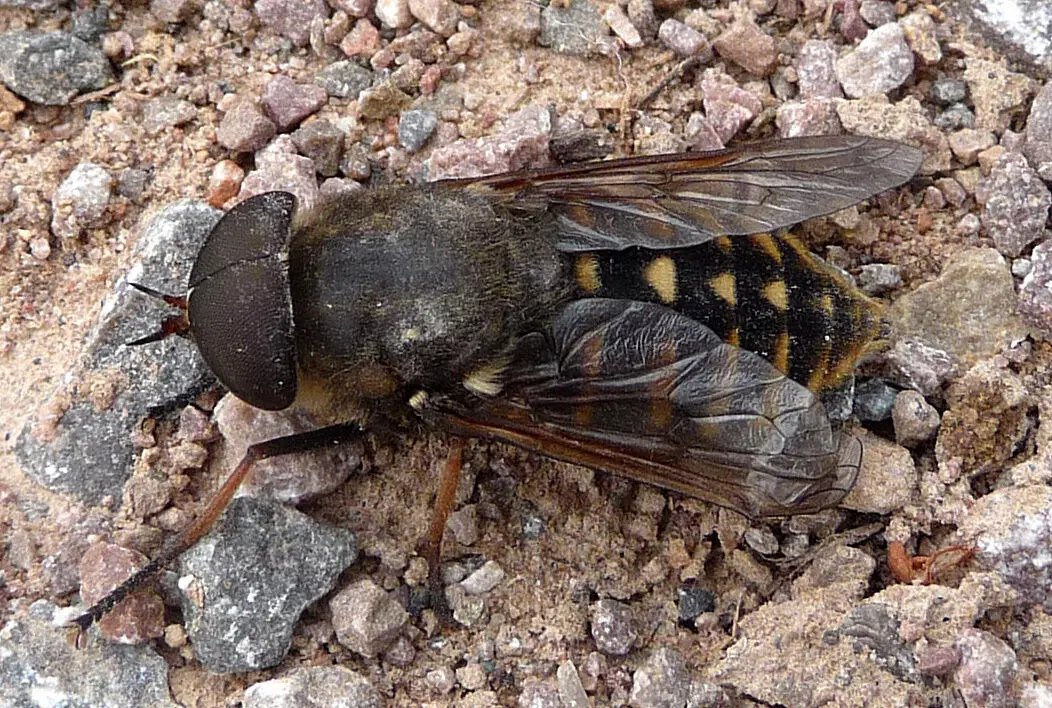 Слепни. Эти мухи вам не бро
