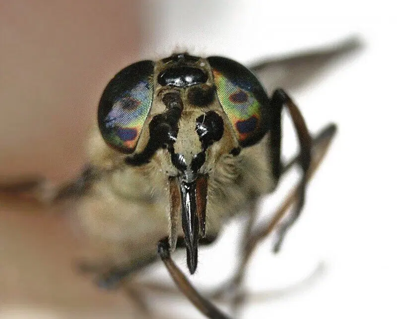 Слепни. Эти мухи вам не бро