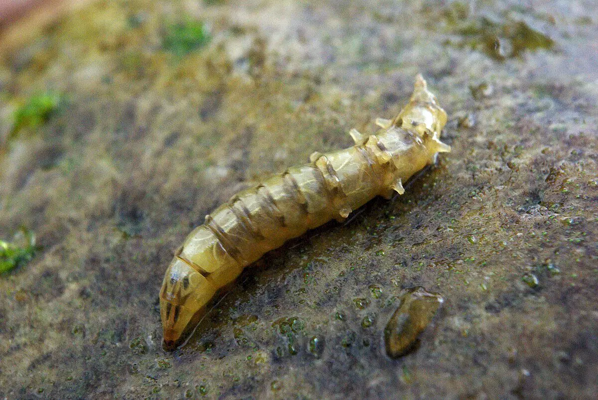 Слепни. Эти мухи вам не бро