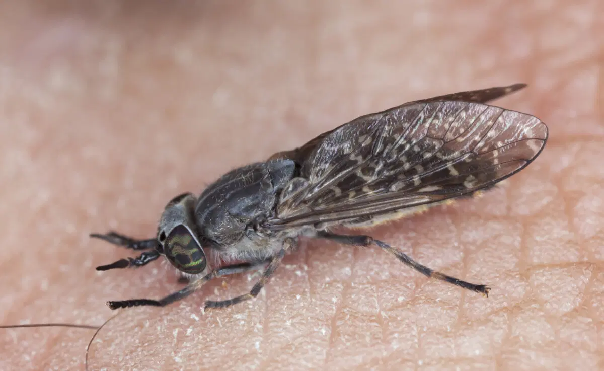 Слепни. Эти мухи вам не бро