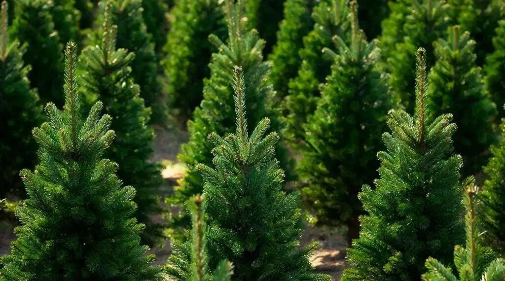 Новосибирские лесоводы подходят к сезону с рекордным запасом семян.