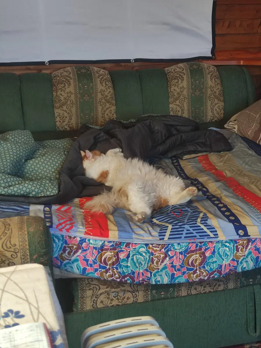 Отсыпается, перед ночным гулянием