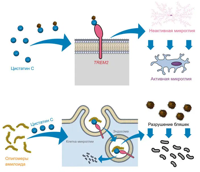 Механизм антиамилоидного действия цистатина C. Вверху: цистатин C связывается с амилоидом, а затем активирует рецептор TREM2 на клетках микроглии. Это переводит микроглиальные клетки в активное состояние в непосредственной близости от бляшек. Внизу: далее микроглиальные клетки «заглатывают» небольшие фрагменты амилоида — олигомеры — связанные с цистатином C. Внутри вакуолей они разрушаются до аминокислот и безвредных коротких пептидов. Это приводит к постепенному разрушению амилоидных бляшек в мозге и не дает образоваться новым. Иллюстрация сделана с помощью сервиса MindTheGraph.com