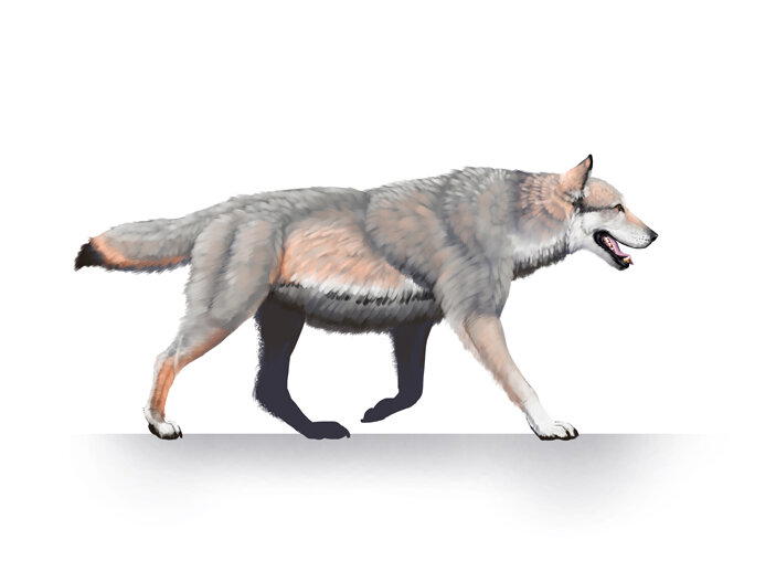 Ужасный волк (Aenocyon dirus) из национального парка Tule Springs Fossil Beds, представитель плейстоценовой фауны Северной Америки. Реконструкция © Benji Paysnoe c сайта nps.gov