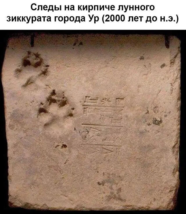 Воскресная дичка