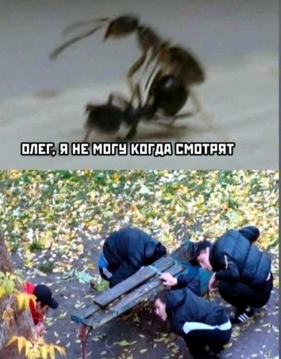 ВторДичкник