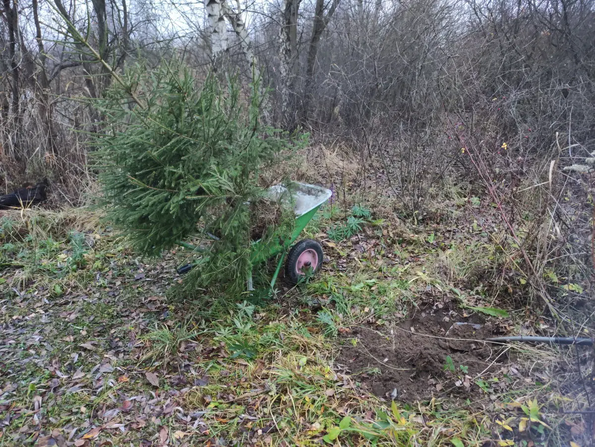 Колючая ппц