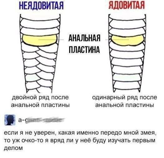 Дички к среде